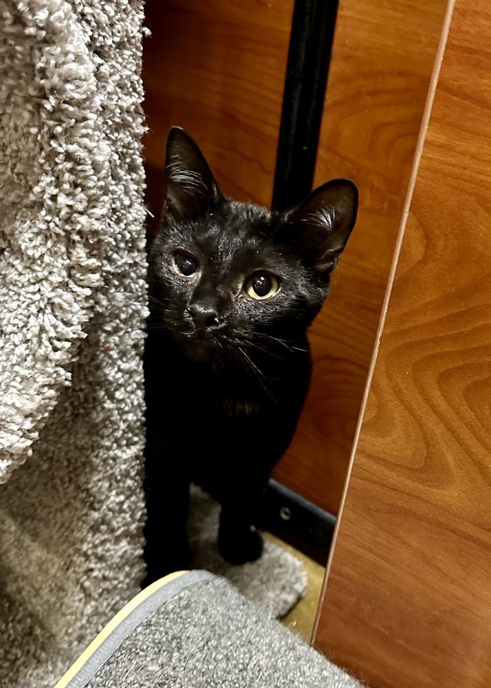 Enlarge Rowe, a Adoptable mixed breed in Carrollton, VA image 3/3