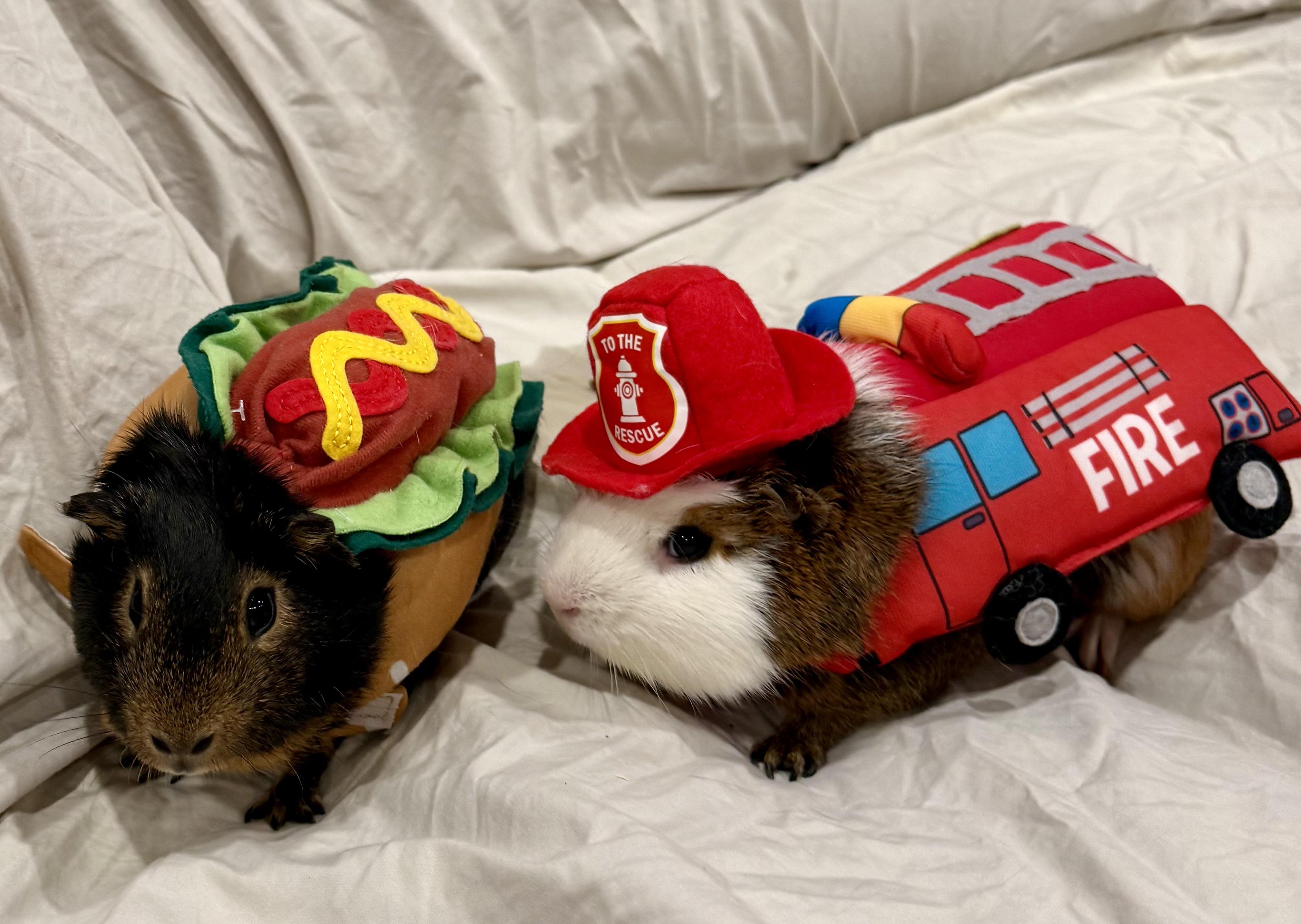 Cow and Remy, ADOPTABLE, Adult Male Guinea Pig.