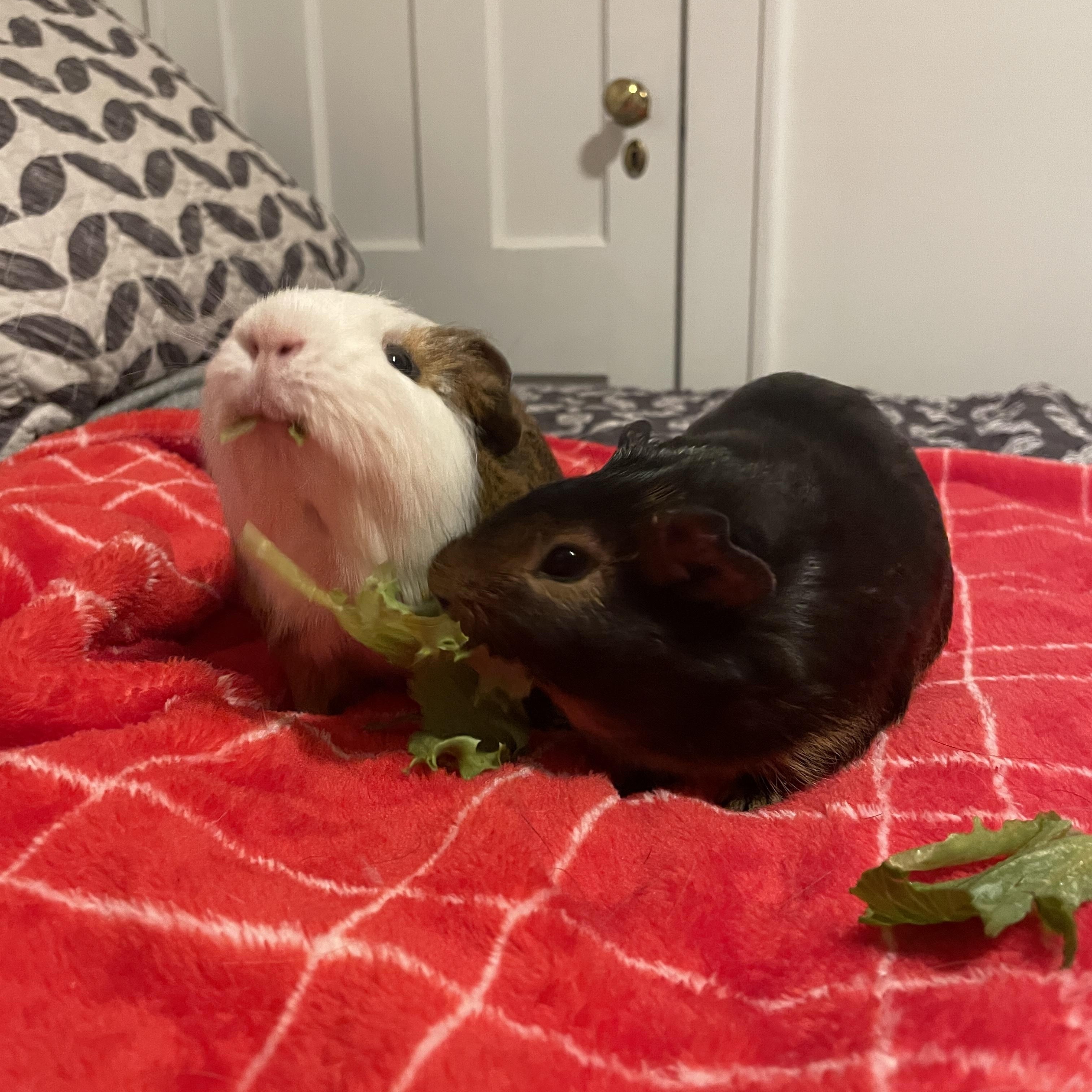 Enlarge Cow and Remy, a ADOPTABLE mixed breed in North salem, NY image 5/6