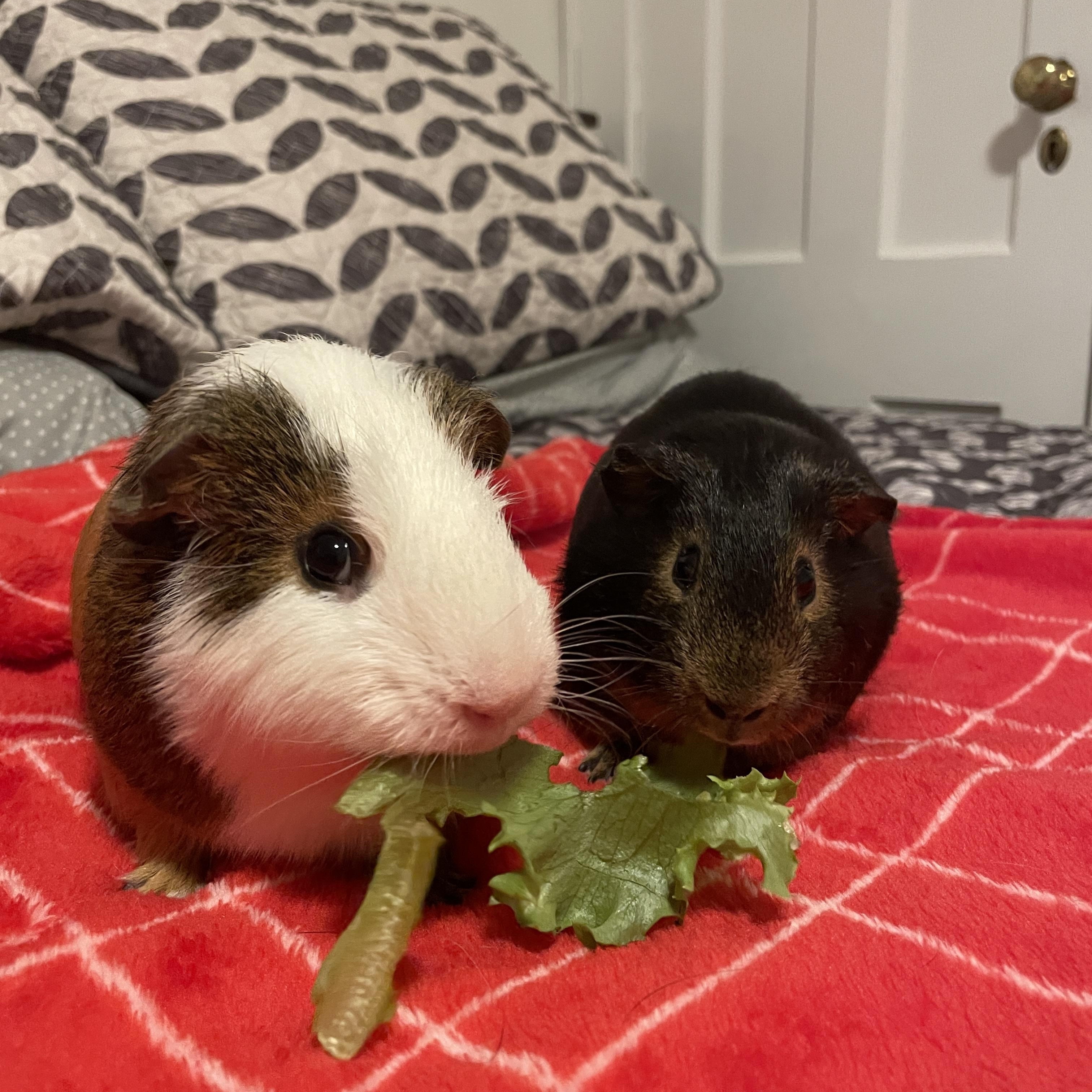 Enlarge Cow and Remy, a ADOPTABLE mixed breed in North salem, NY image 6/6