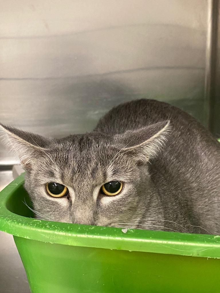 Ying, Adoptable, Young Female Domestic Short Hair.