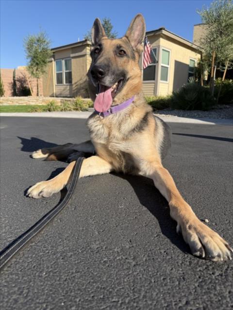 Enlarge DODGER, a Adoptable mixed breed in Las Vegas, NV image 1/1