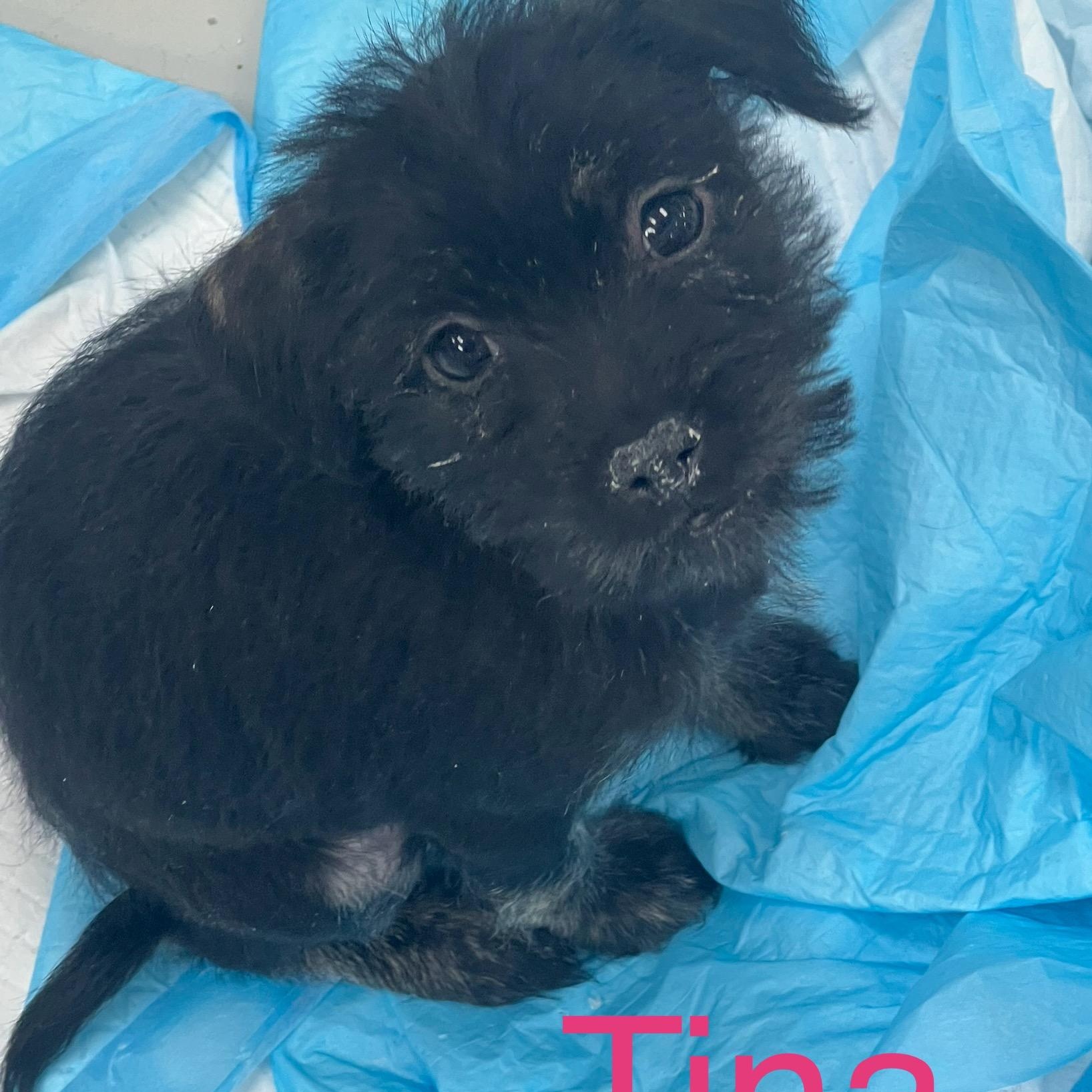 Tina, adopted, Puppy Female Jack Russell Terrier & Mixed Breed.