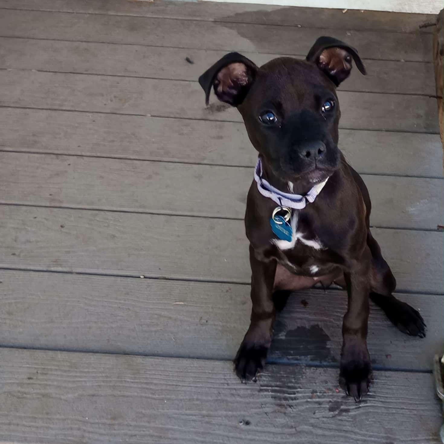 Enlarge HART, a Adoptable mixed breed in Loveland, CO image 3/6