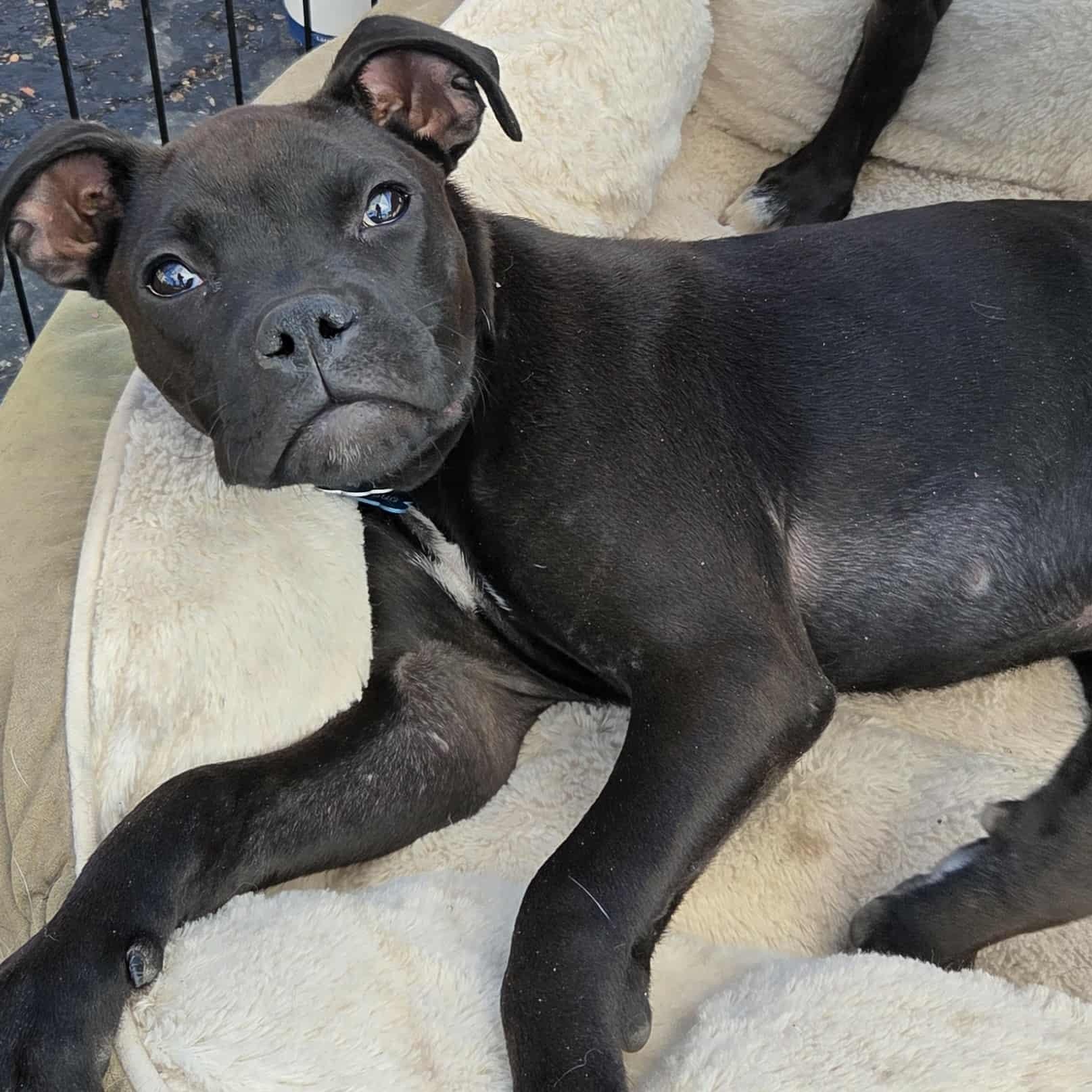 Enlarge HART, a Adoptable mixed breed in Loveland, CO image 2/6