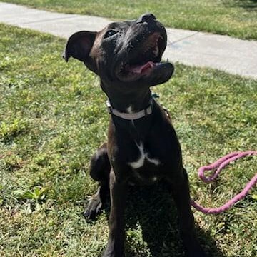 Enlarge HART, a Adoptable mixed breed in Loveland, CO image 4/6