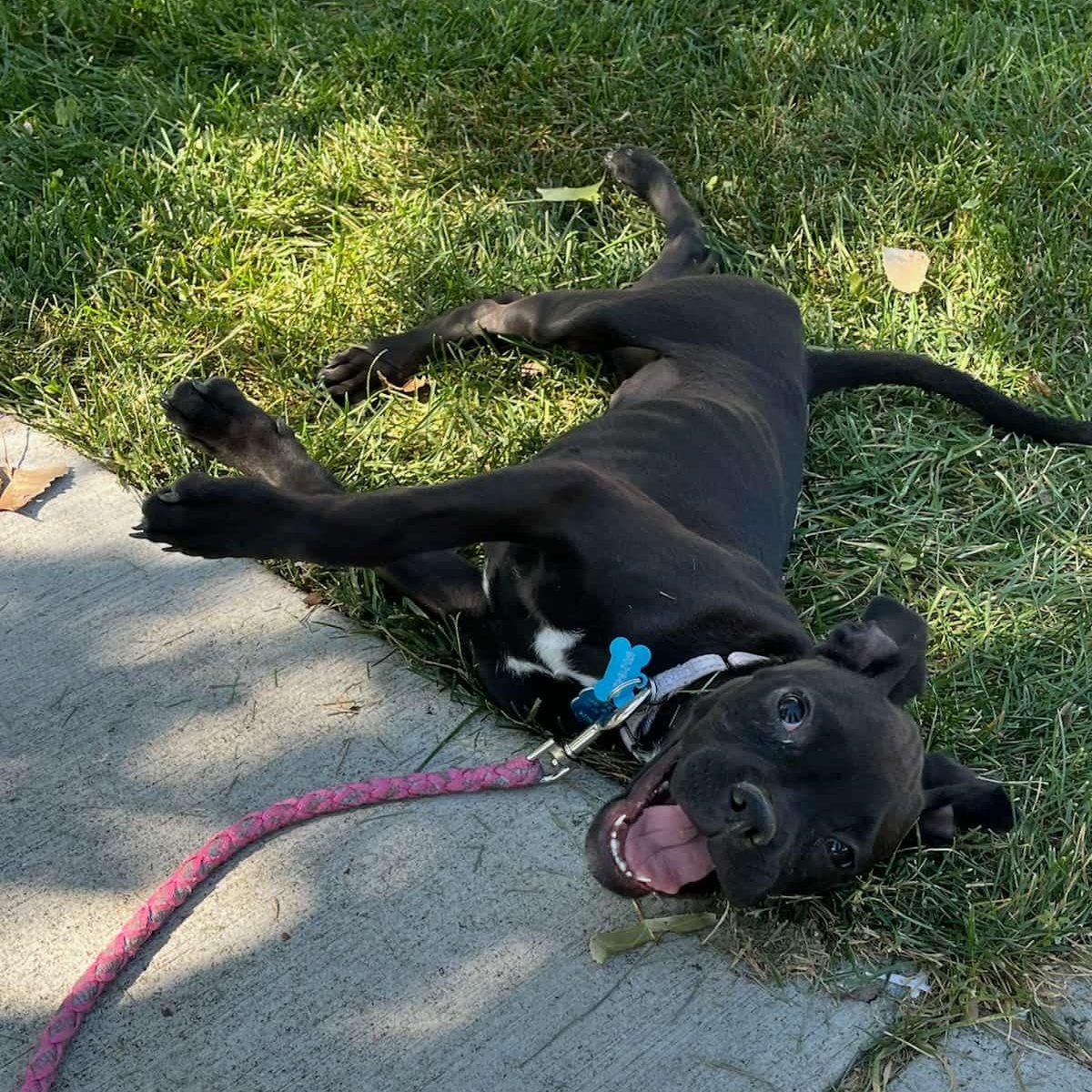 Enlarge HART, a Adoptable mixed breed in Loveland, CO image 6/6