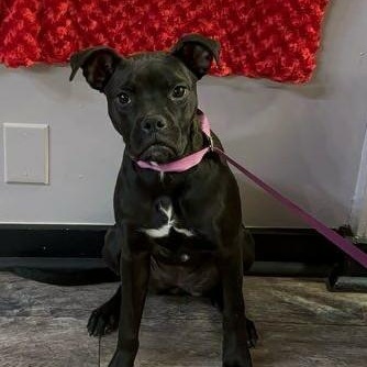 HART, Adoptable, Puppy Female Boxer.