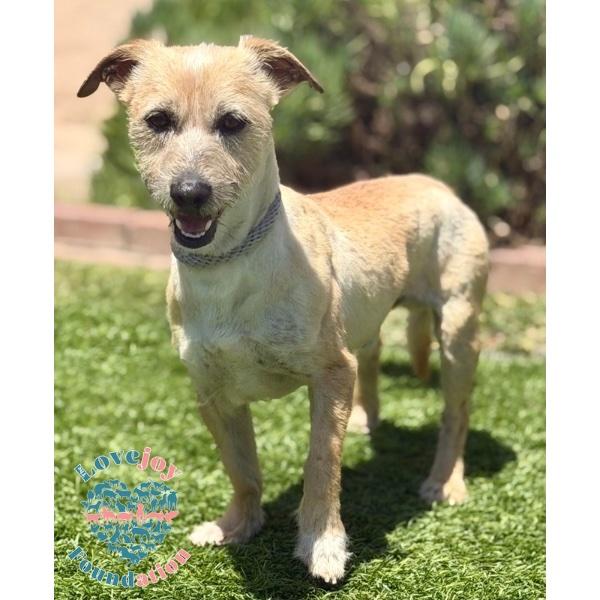 Kevin Hart, Adoptable, Young Male Terrier.