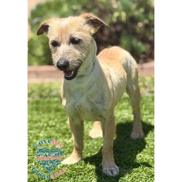 Enlarge Kevin Hart, a Adoptable mixed breed in Inglewood, CA image 2/2