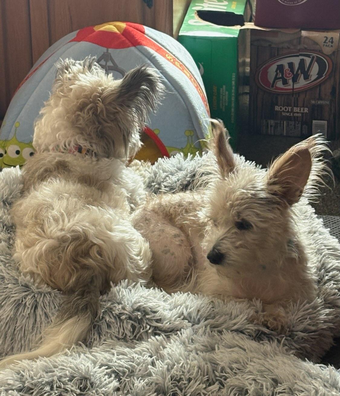 Bonnie, a Adoptable mixed breed in Windsor, CO image 1/6