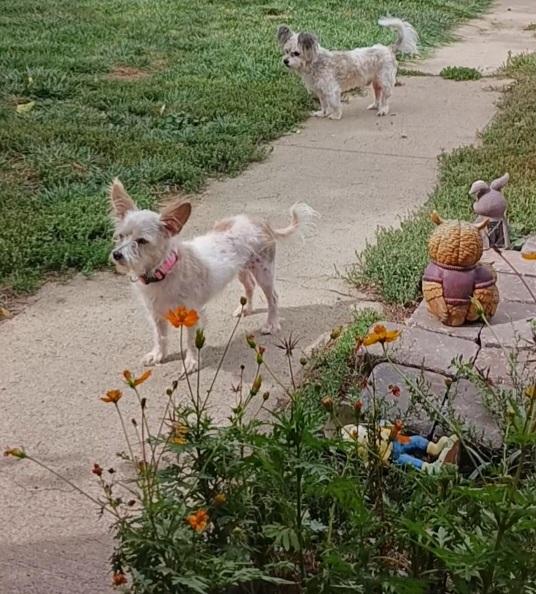 Bonnie, a Adoptable mixed breed in Windsor, CO image 2/6