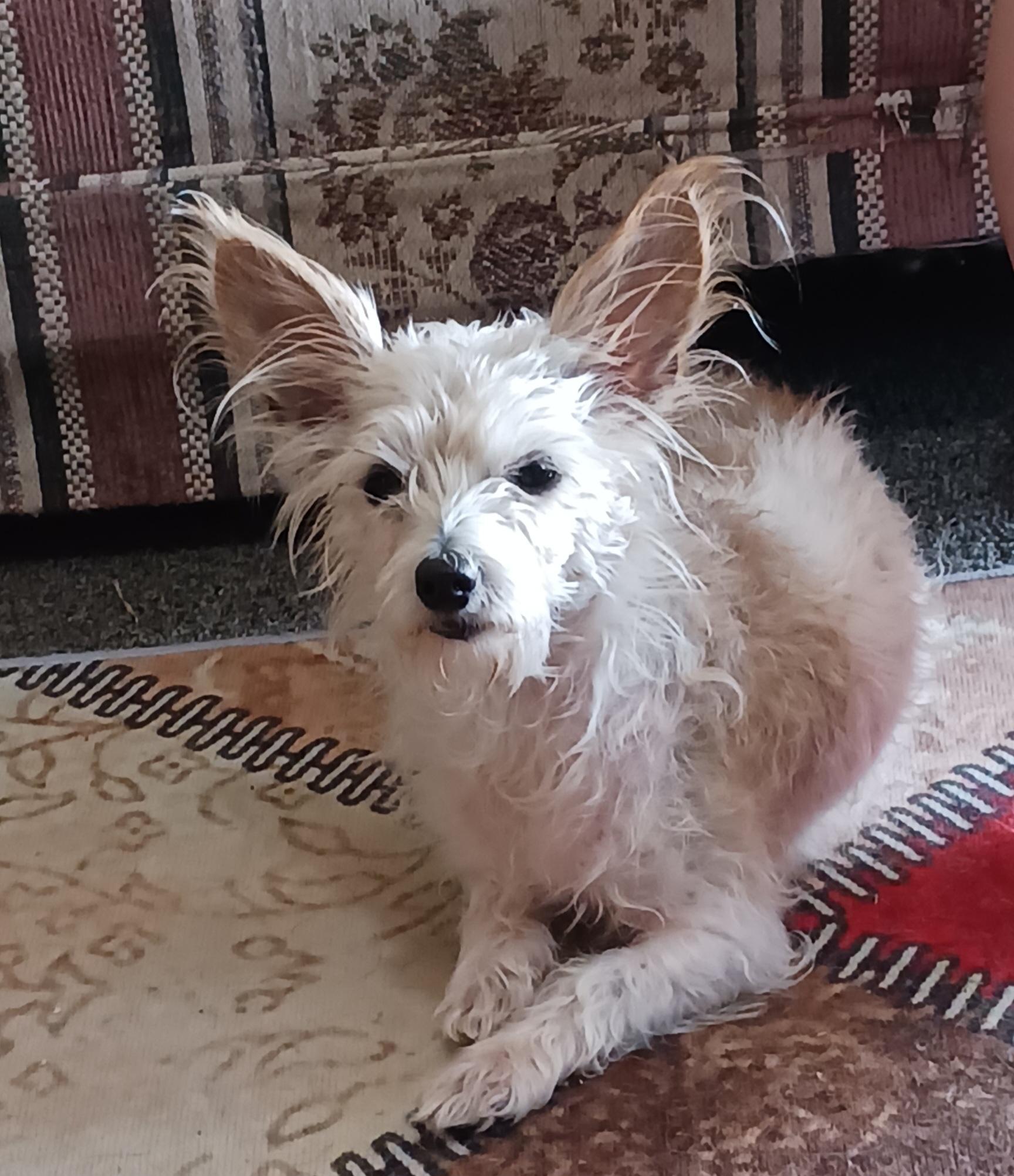 Bonnie, a Adoptable mixed breed in Windsor, CO image 3/6