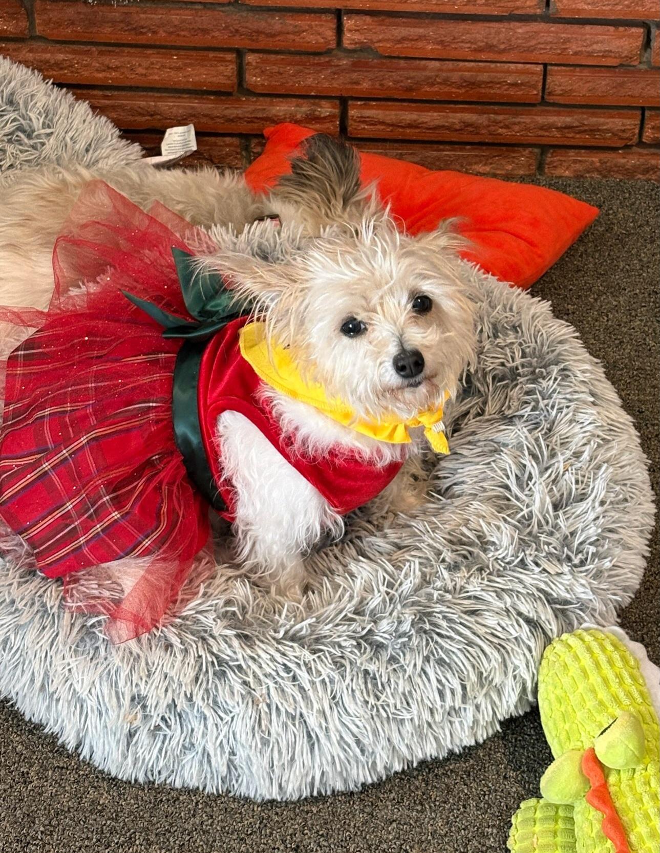 Enlarge Bonnie, a Adoptable mixed breed in Windsor, CO image 2/6