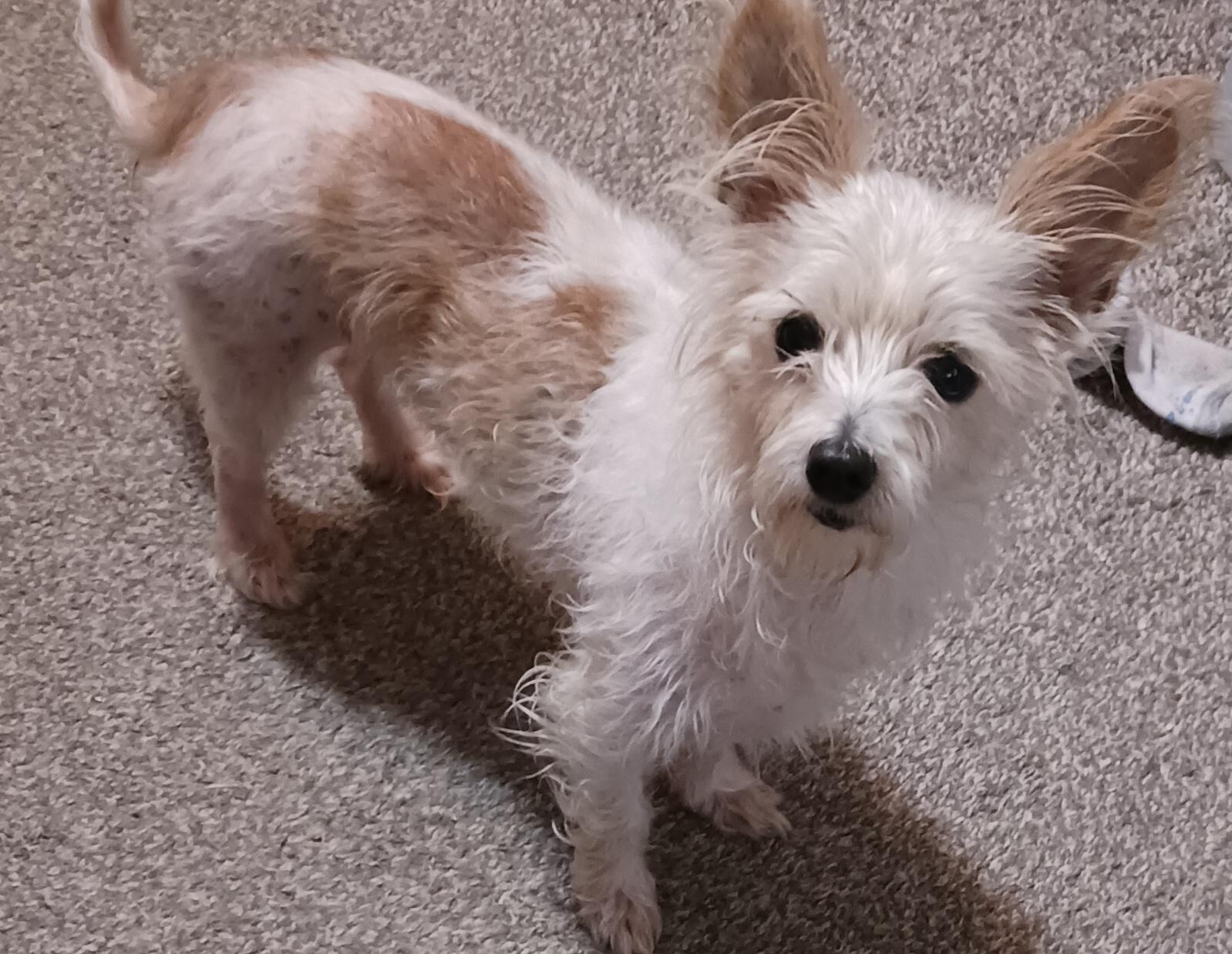 Bonnie, a Adoptable mixed breed in Windsor, CO image 4/6