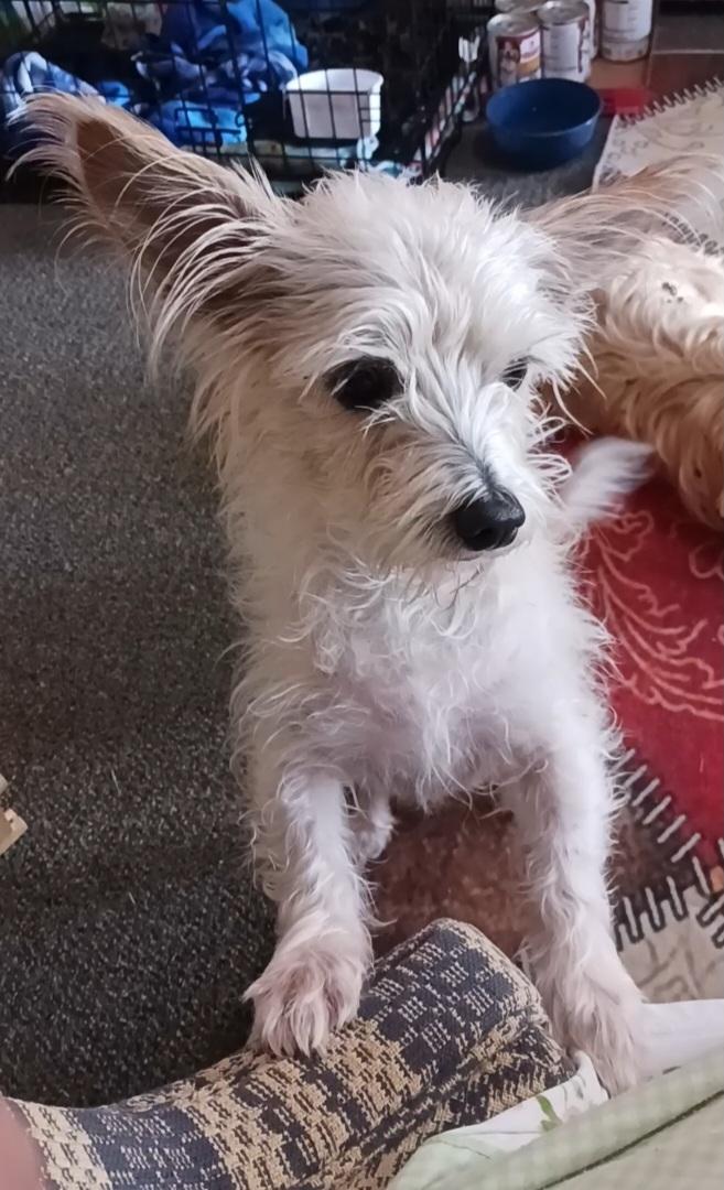 Bonnie, a Adoptable mixed breed in Windsor, CO image 5/6