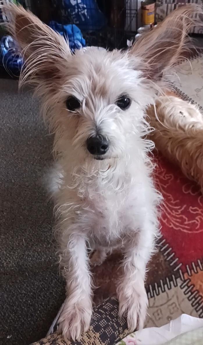 Bonnie, a Adoptable mixed breed in Windsor, CO image 6/6