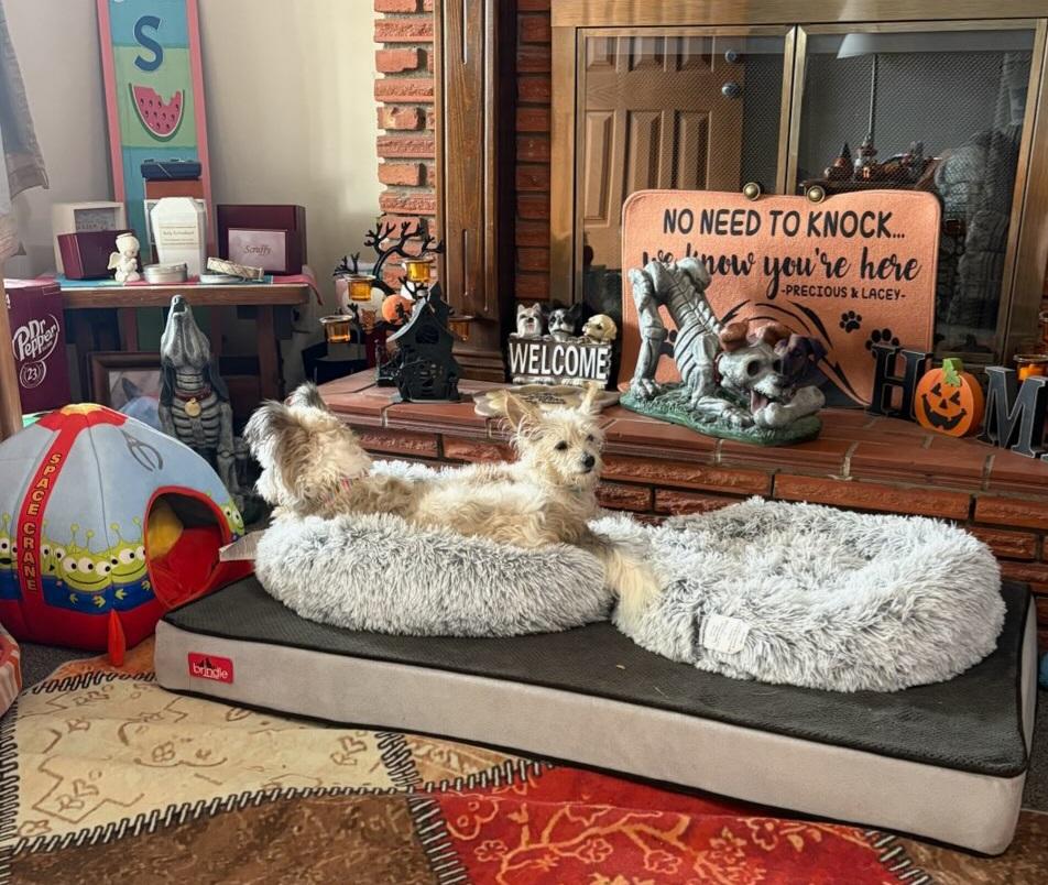 Enlarge Bonnie, a Adoptable mixed breed in Windsor, CO image 6/6