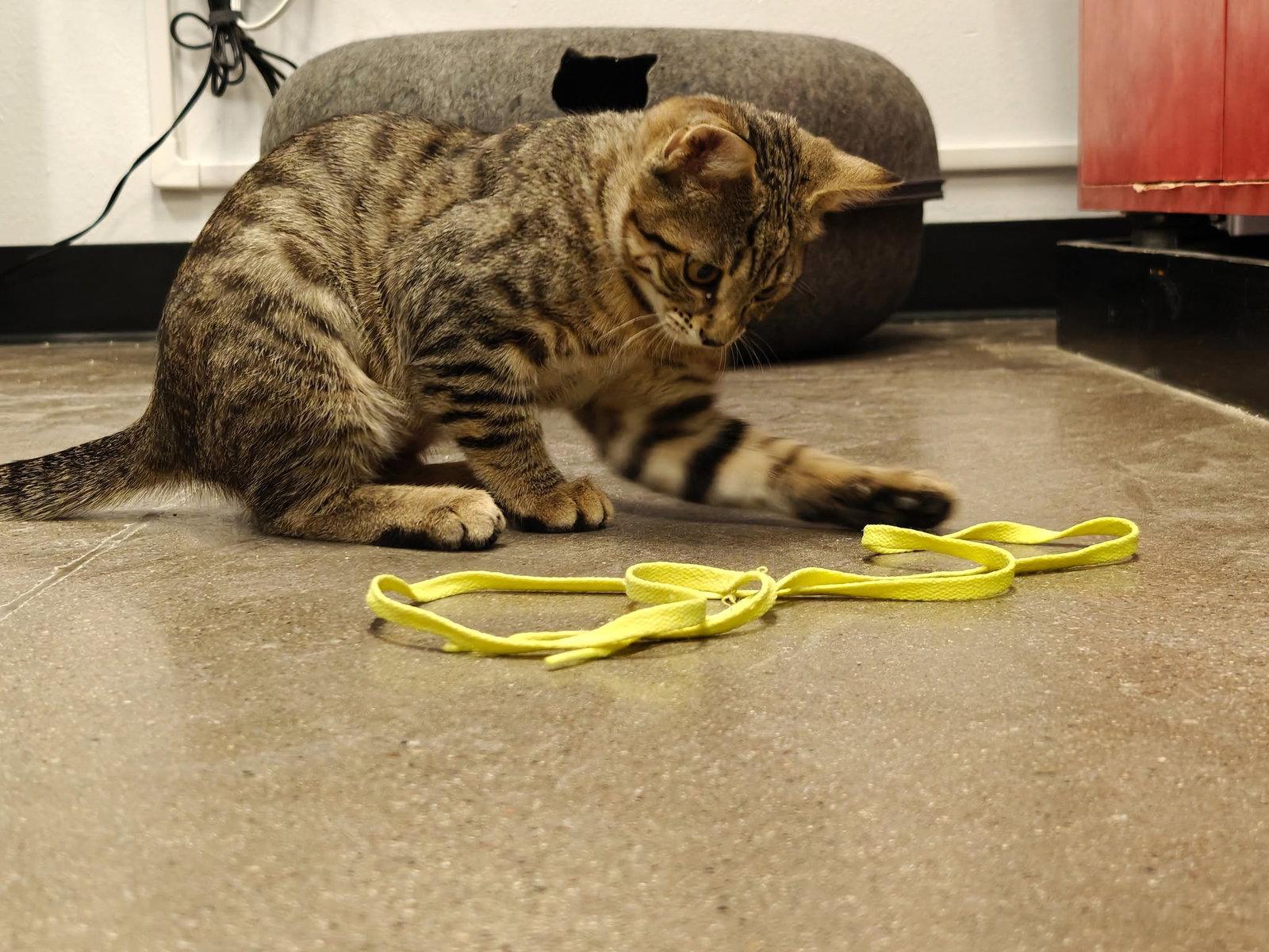 Ping Pong, Adoptable, Kitten Female Domestic Short Hair & Tabby.