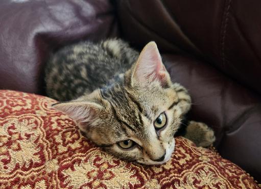 Enlarge Ping Pong, a Adoptable mixed breed in Glendale, AZ image 2/3