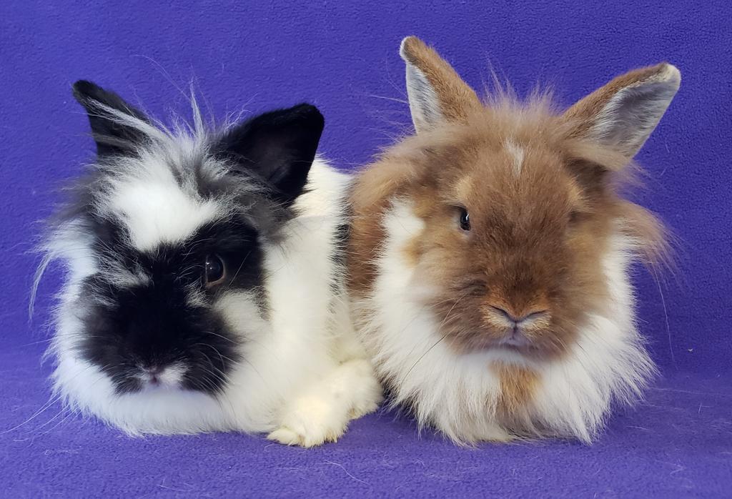 Snuggle / Puffs, Adoptable, Adult Female Lionhead.