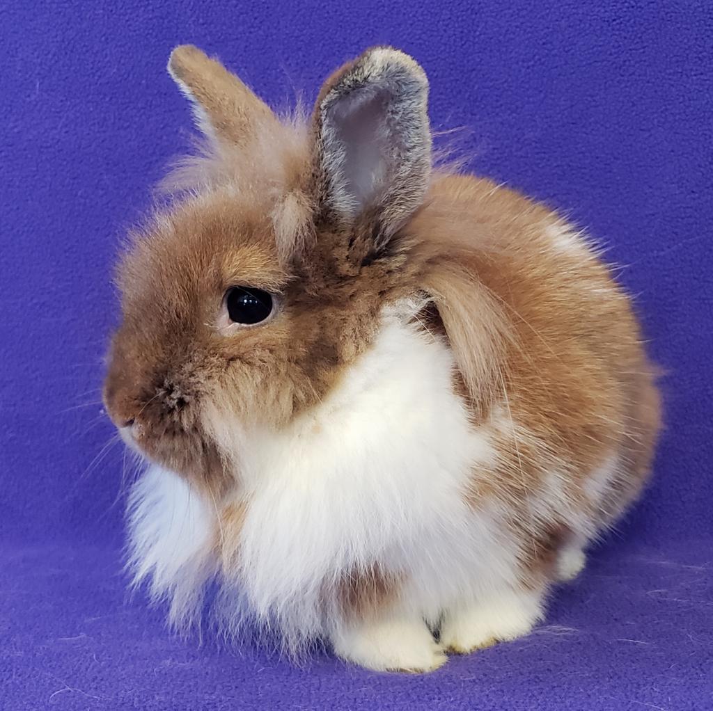 Snuggle / Puffs, a Adoptable mixed breed in Lewisville, TX image 2/5