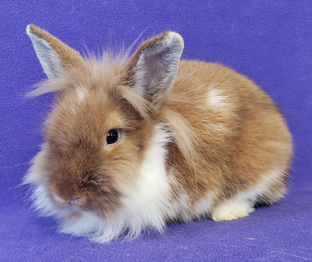 Snuggle / Puffs, a Adoptable mixed breed in Lewisville, TX image 4/5