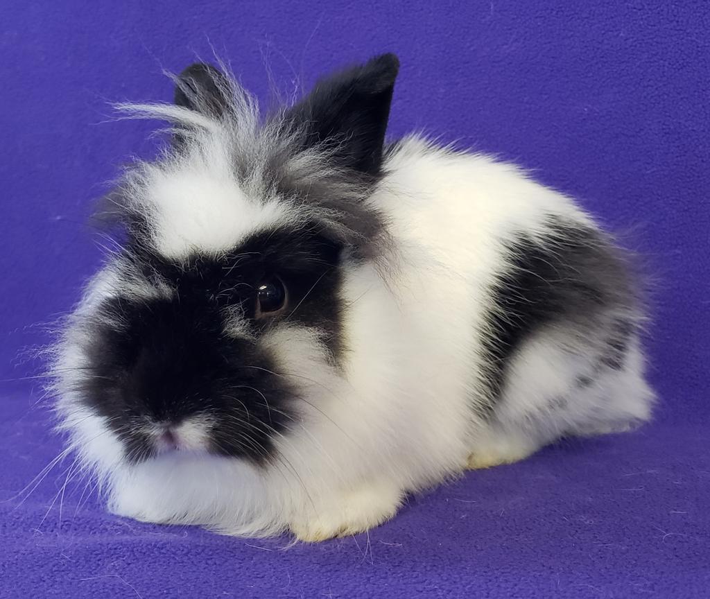 Snuggle / Puffs, a Adoptable mixed breed in Lewisville, TX image 5/5