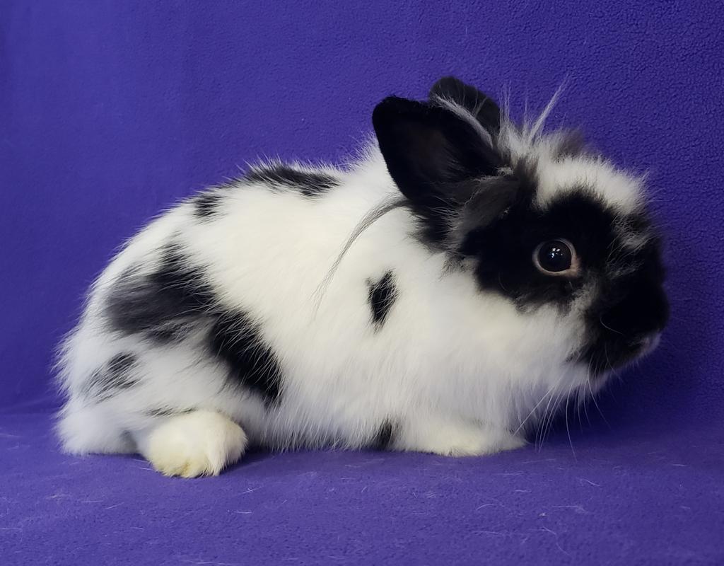 Enlarge Snuggle / Puffs, a Adoptable mixed breed in Lewisville, TX image 5/5
