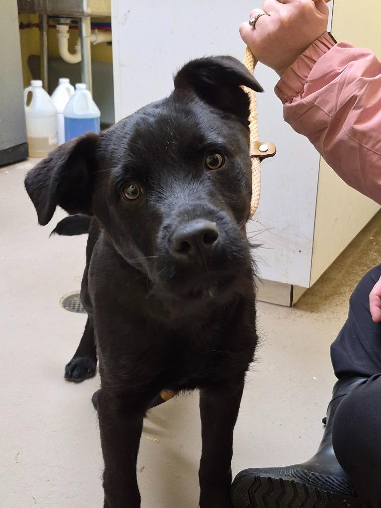 LABBISH (neutered), Adopted, Puppy Male Labrador Retriever & Mixed Breed.