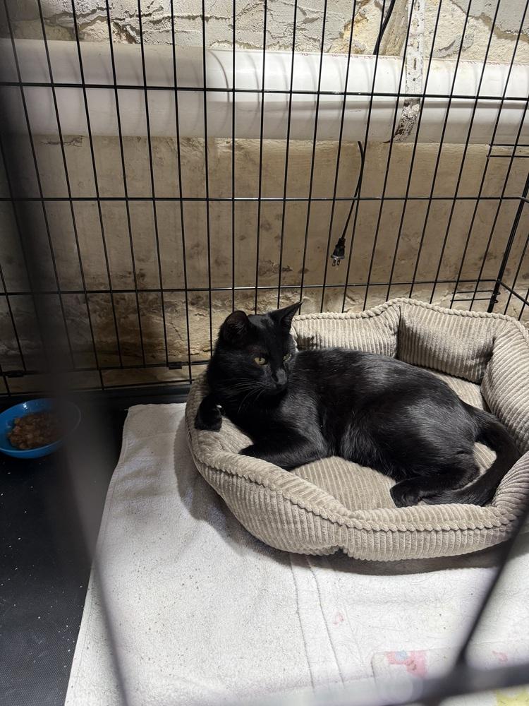 Enlarge Loki, a Adoptable Domestic Short Hair in Telford, PA image 1/5