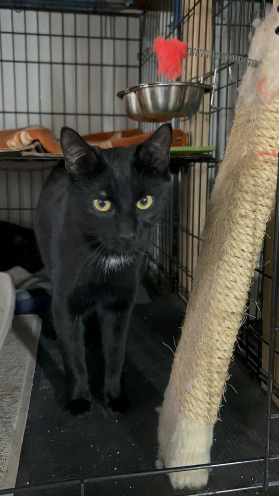 Enlarge Loki, a Adoptable Domestic Short Hair in Telford, PA image 2/5