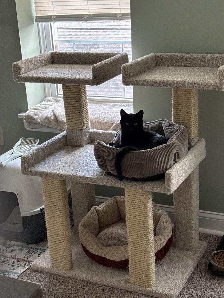 Enlarge Loki, a Adoptable Domestic Short Hair in Telford, PA image 3/5