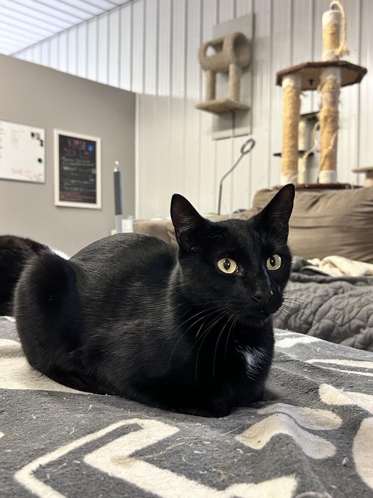 Enlarge Loki, a Adoptable Domestic Short Hair in Telford, PA image 4/5