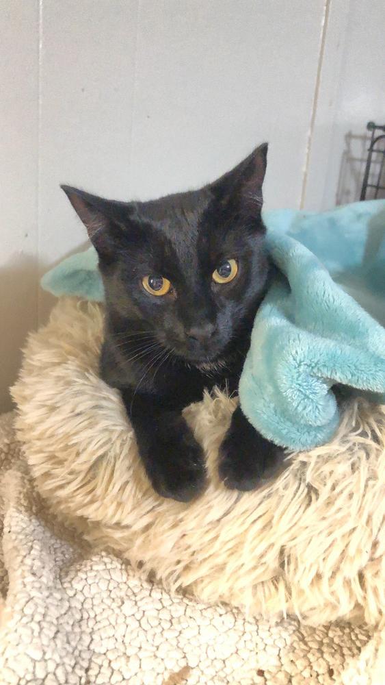 Enlarge Loki, a Adoptable Domestic Short Hair in Telford, PA image 5/5