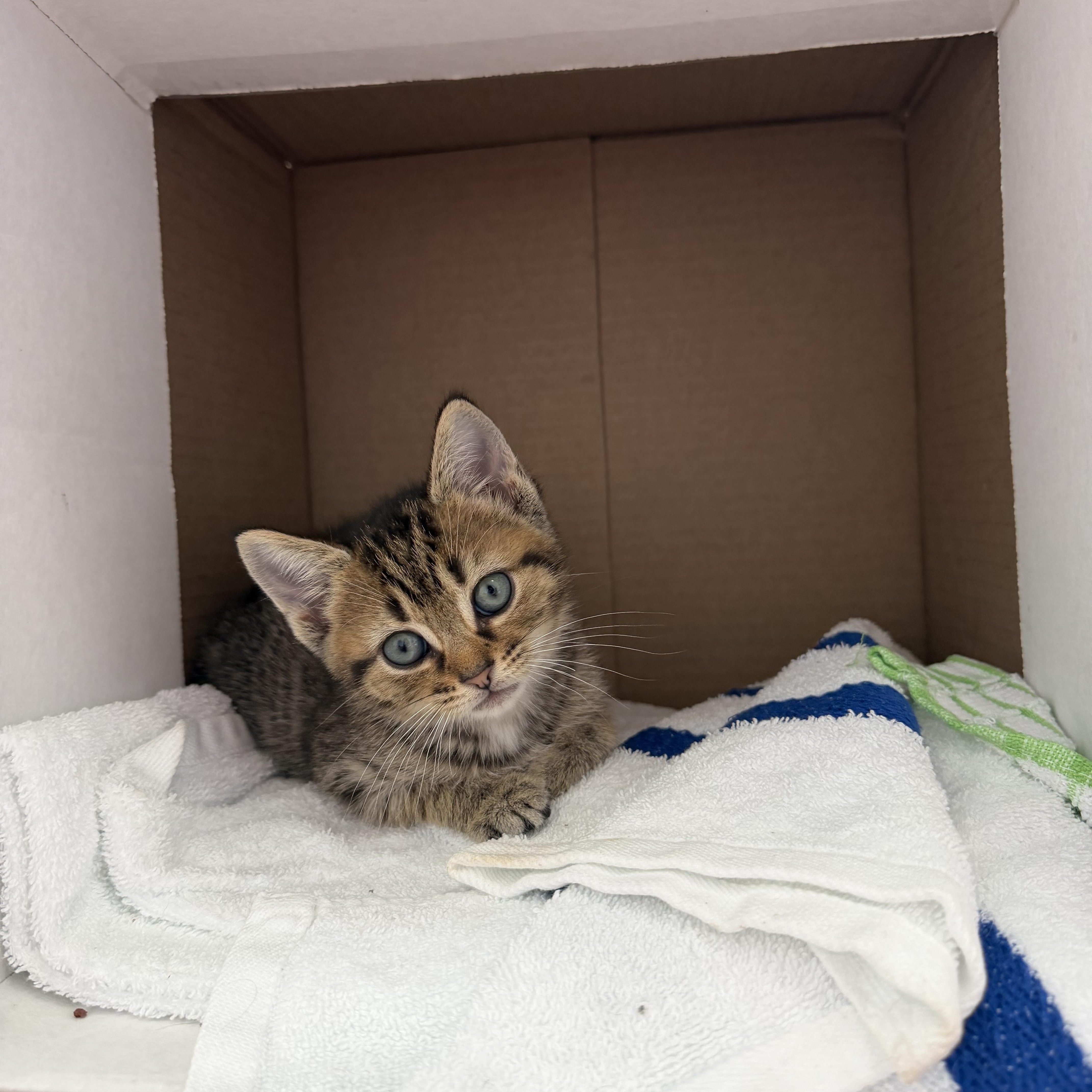 Tom Collins, an adopted Domestic Short Hair in Blacksburg, VA image 2/3