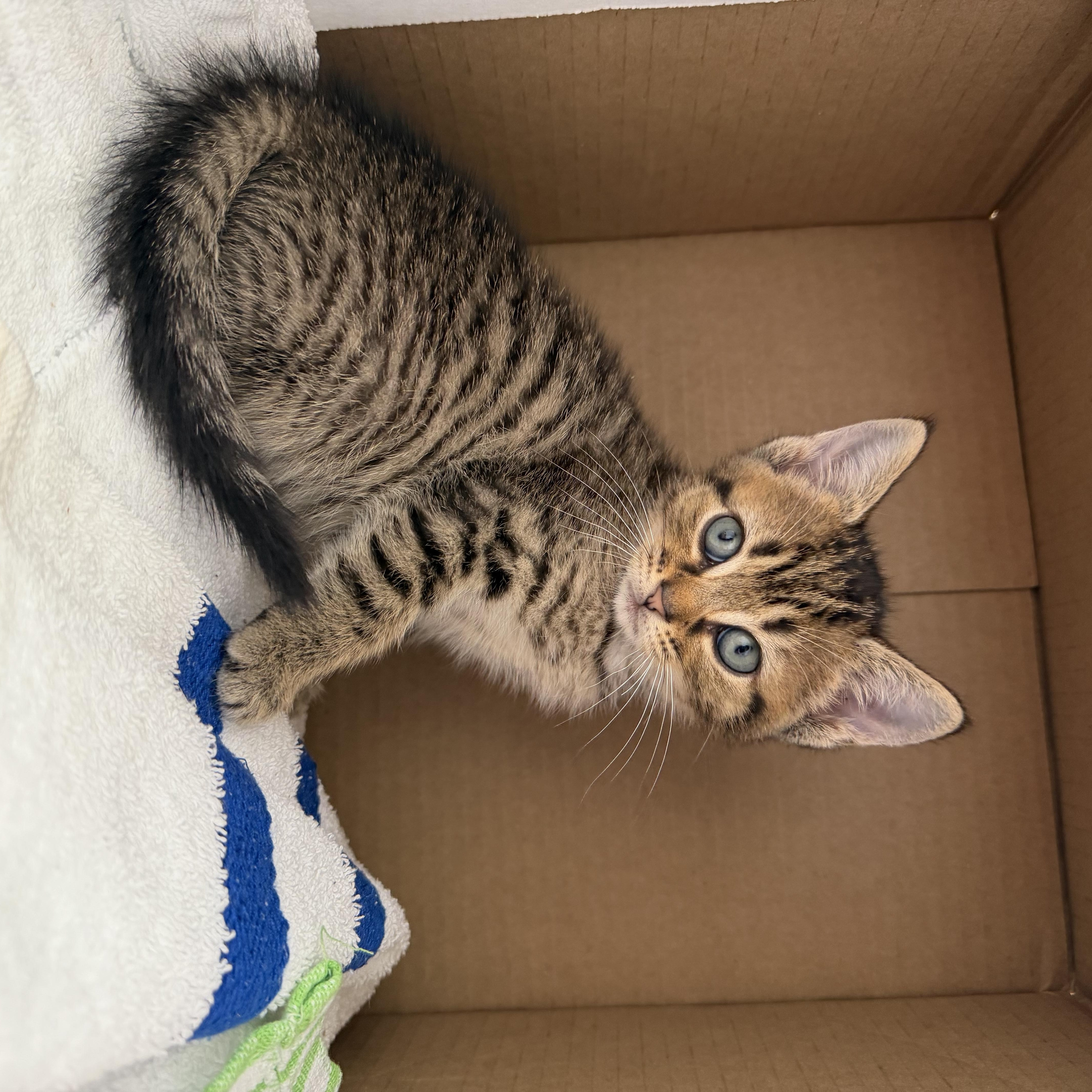 Tom Collins, an adopted Domestic Short Hair in Blacksburg, VA image 3/3