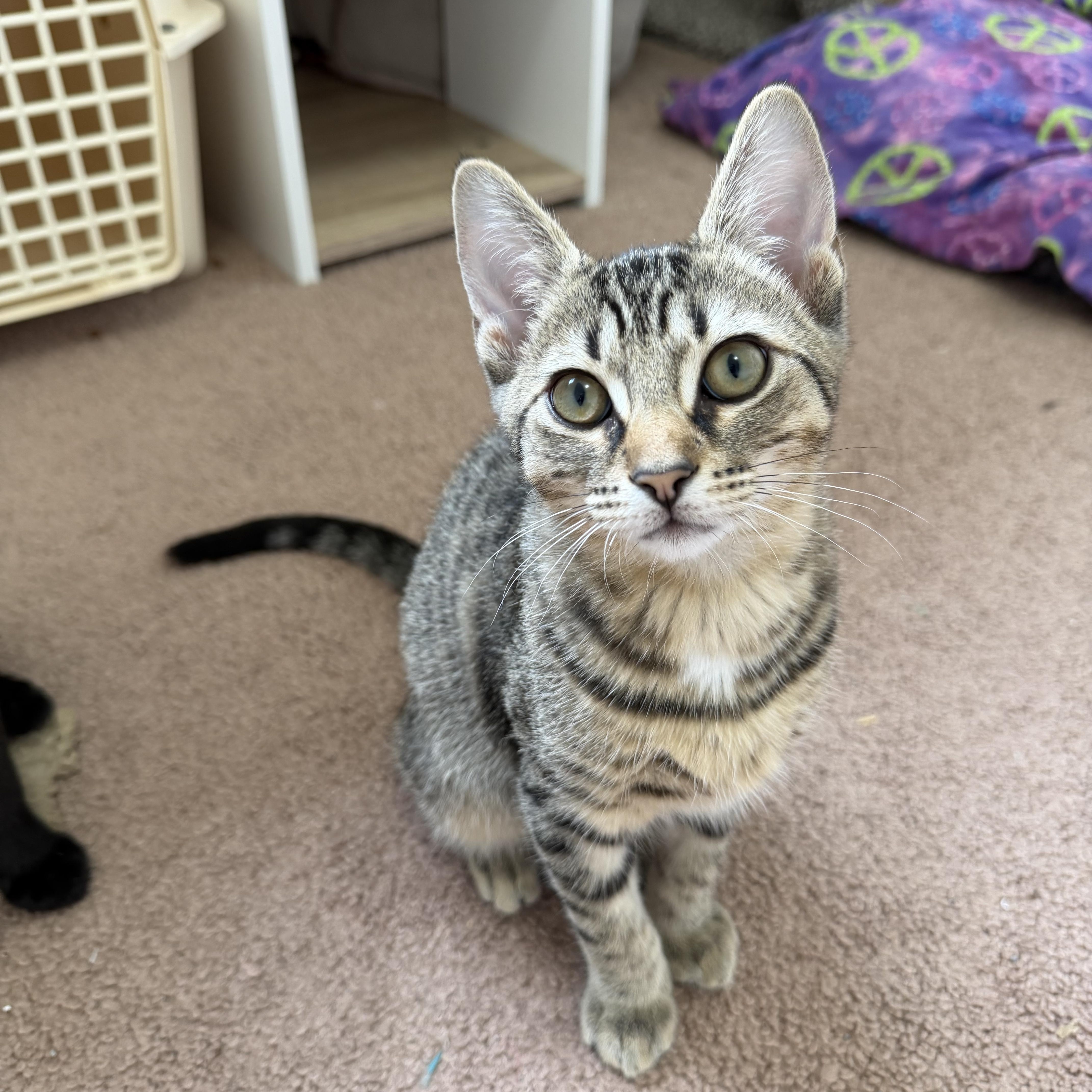 Tom Collins, adopted, Kitten Male Domestic Short Hair.