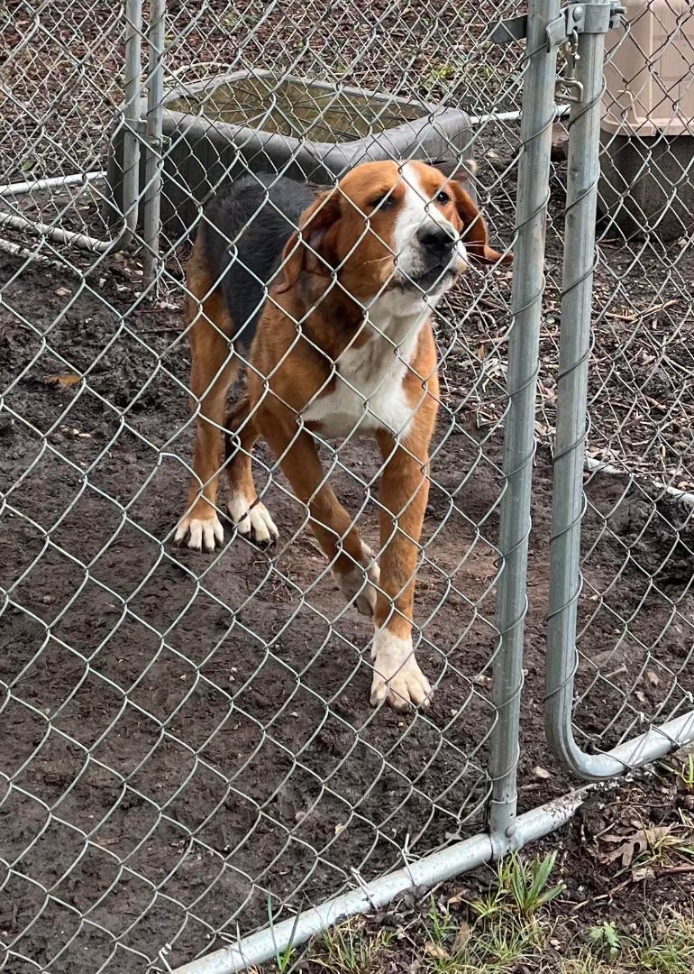 Huxley, an adoptable Hound Mix in Clarksville, VA_image-1