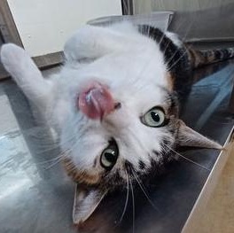 Wanda, a Adoptable Domestic Short Hair in Minneapolis, MN image 4/6