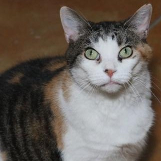 Wanda, a Adoptable Domestic Short Hair in Minneapolis, MN image 5/6