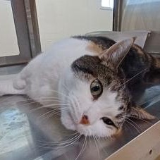 Wanda, a Adoptable Domestic Short Hair in Minneapolis, MN image 2/6