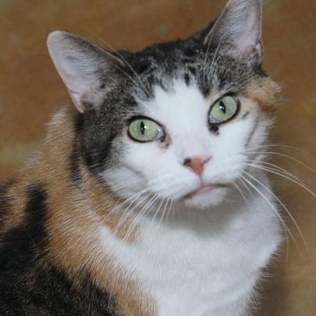 Wanda, a Adoptable Domestic Short Hair in Minneapolis, MN image 1/6