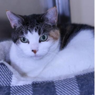 Wanda, Adoptable, Adult Female Domestic Short Hair.