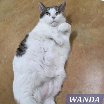 Wanda, a Adoptable Domestic Short Hair in Minneapolis, MN image 6/6