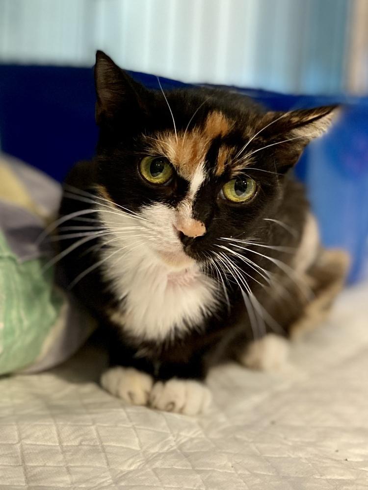 Mildred, Adoptable, Adult Female Domestic Medium Hair.