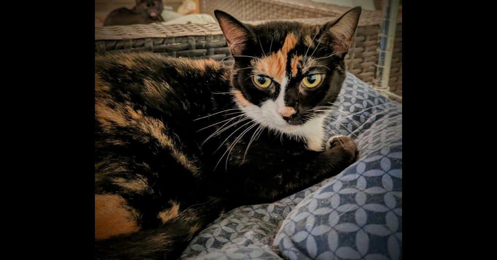 Enlarge Mildred, a Adoptable Domestic Medium Hair in New Cumberland, WV image 2/3