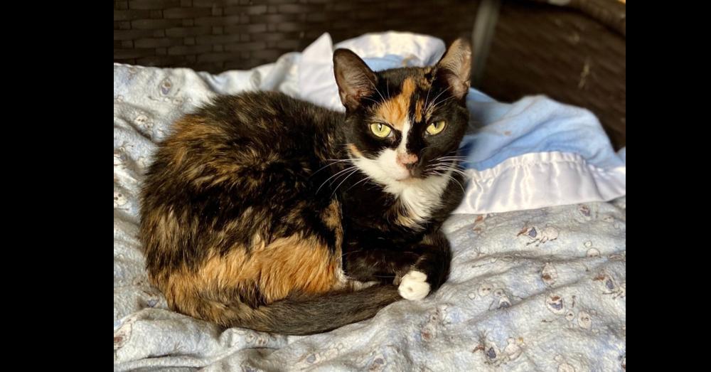 Mildred, Adoptable, Adult Female Domestic Medium Hair.