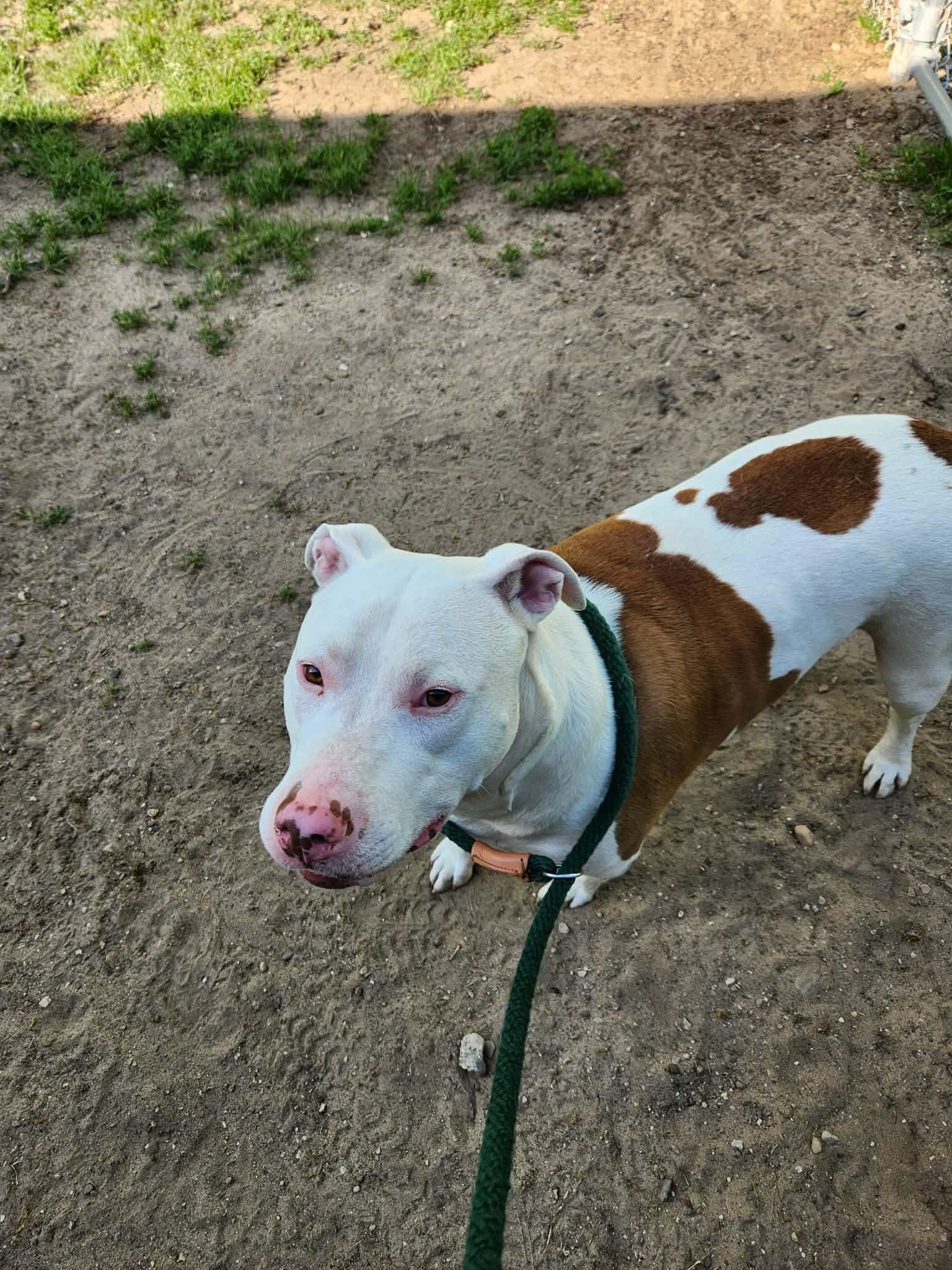 Enlarge Leo, an adopted Pit Bull Terrier in Prudenville, MI image 1/1