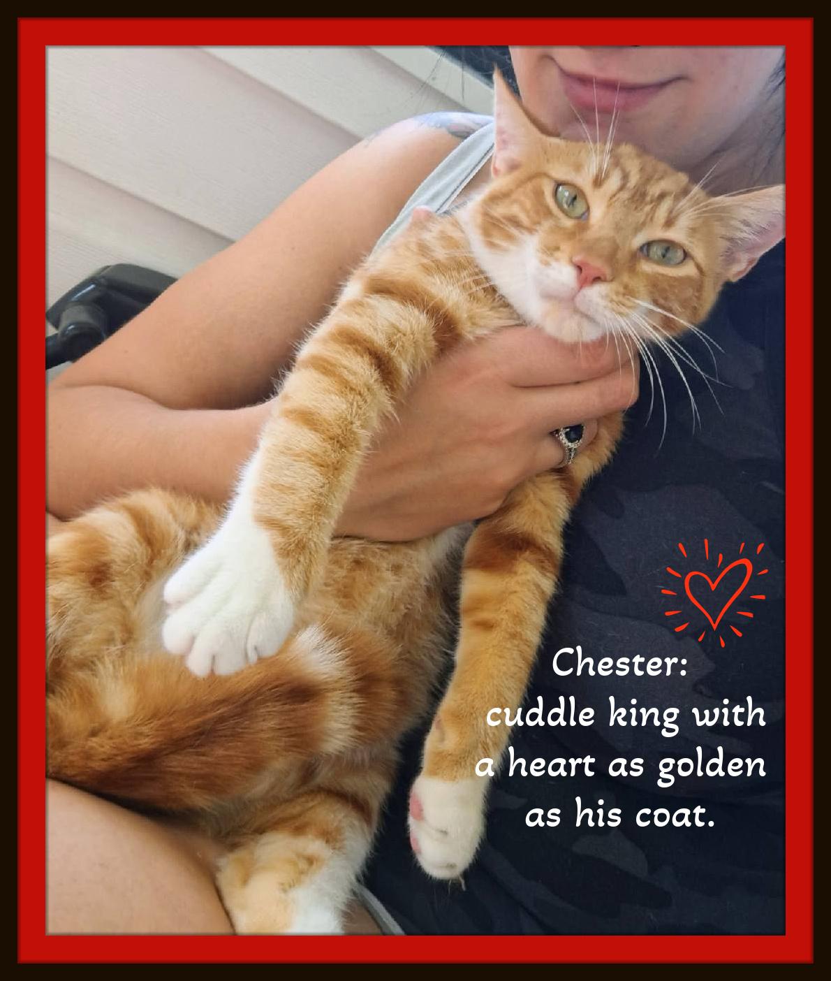 Enlarge “Chester: 7 months of charm, heartmelt moments, and irresistible toe beans.”, a Adopted Domestic Short Hair in Snow Camp, NC image 2/3